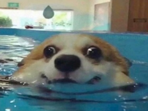 swim-good
